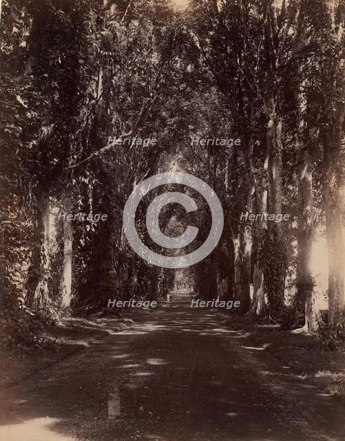 Buitenzorg Allie, Java, 1860s-70s. Creator: Unknown.