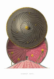 Bulat steel shield. From the Antiquities of the Russian State, 1849-1853. Creator: Solntsev, Fyodor Grigoryevich (1801-1892)