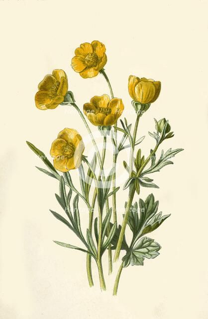 'Bulbous Crowfoot', 1877. Creator: Frederick Edward Hulme.
