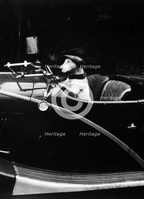 Bull Terrier dog in driver's seat of Hotchkiss
