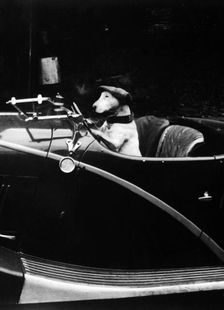 Bull Terrier dog in driver's seat of Hotchkiss