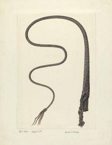 Bull Whip, c. 1937. Creator: Clyde L. Cheney