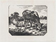 Bull and sheep in a pasture, ca. 1800-1899. Creator: Anon