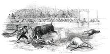 Bull-Fight at Madrid - Accident to Montes, the Matador, 1850. Creator: Unknown