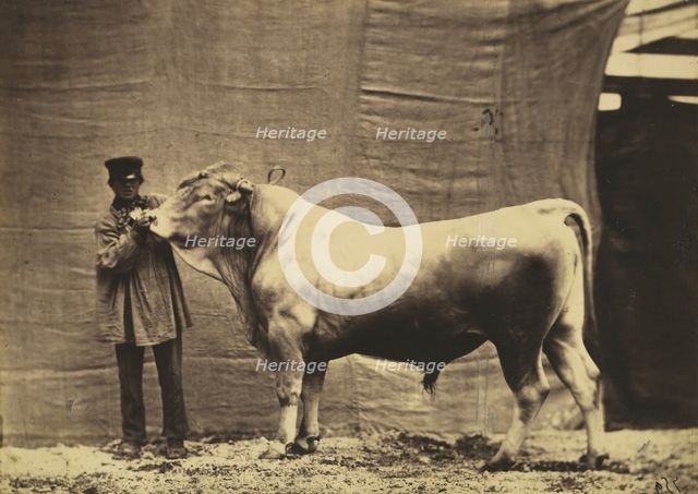 [Bull from Glane, Canton of Fribourg], 1856. Creator: Adrien Alban Tournachon.