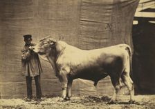 [Bull from Glane, Canton of Fribourg], 1856. Creator: Adrien Alban Tournachon