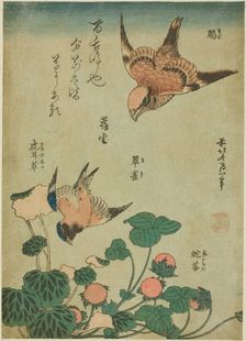 Bull-headed Shrike and Bluebird with Saxifrage and Wild Strawberry (Mozu, ruri..., c. 1834. Creator: Hokusai