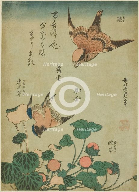 Bull-headed Shrike and Bluebird with Saxifrage and Wild Strawberry (Mozu, ruri..., c. 1834. Creator: Hokusai.