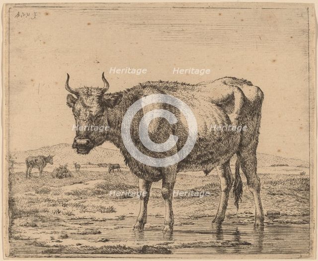 Bull Standing in Water, c. 1657/1659. Creator: Adriaen van de Velde.