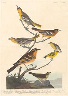 Bullock's Oriole, Baltimore Oriole, Mexican Goldfinch and Varied Thrush, 1838. Creator: Robert Havell