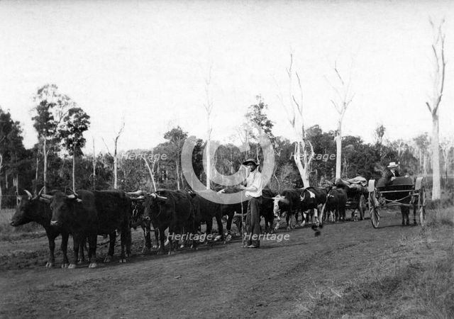 Bullock team and driver hauling timber, c1900s. Creator: Robert Augustus Henry L'Estrange.