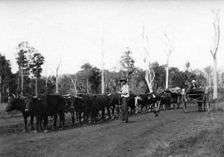 Bullock team and driver hauling timber, c1900s. Creator: Robert Augustus Henry L'Estrange