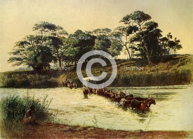 'Bullock Waggon Crossing a Drift on the Umbelois River-Swaziland', 1902. Creator: Donald McCracken.