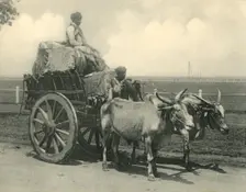 Bullock Cart Creator: Clifton & Co