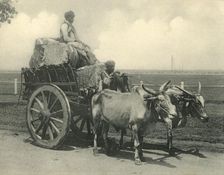 Bullock Cart Creator: Clifton & Co