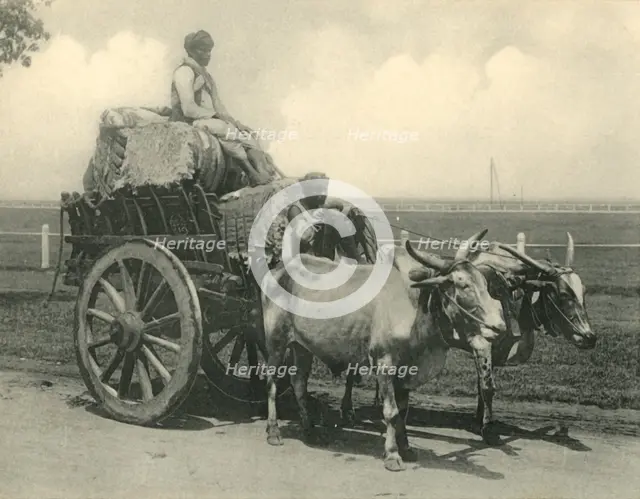 'Bullock Cart'.  Creator: Clifton & Co.
