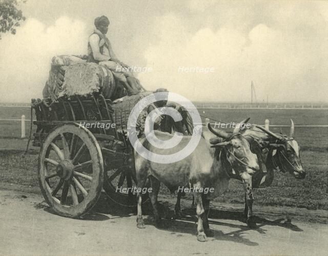 'Bullock Cart'.  Creator: Clifton & Co.