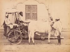 Bullock Cart, Delhi, 1863. Creator: Shepherd & Robertson (British, active Agra and Simla, 1862-1864)