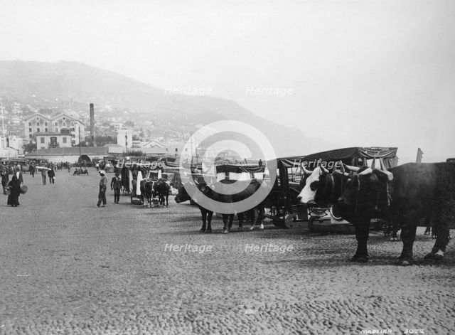 Bullock carriages, Madeira, Portugal, c1920s-c1930s(?). Artist: Unknown