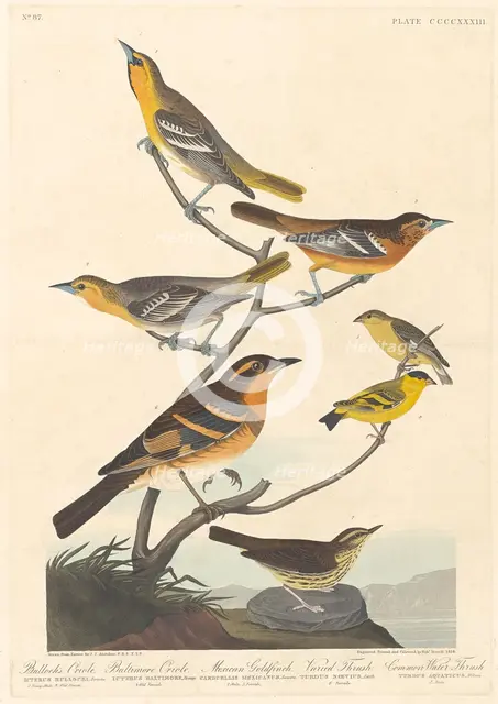 Bullock's Oriole, Baltimore Oriole, Mexican Goldfinch and Varied Thrush, 1838. Creator: Robert Havell.