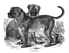 Bulldog, 1848
