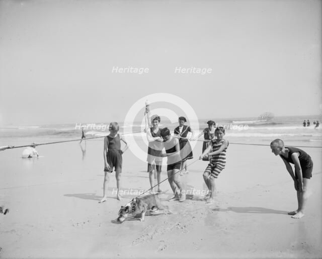 Bulldog on the beach, between 1900 and 1910. Creator: Unknown.