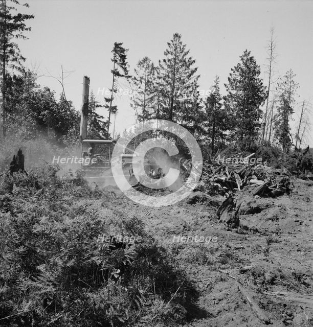 Bulldozer clearing and pushing stumps..., near Vader, Lewis County, Western Washington, 1939. Creator: Dorothea Lange.