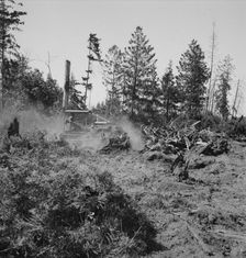 Bulldozer clearing and pushing stumps..., near Vader, Lewis County, Western Washington, 1939. Creator: Dorothea Lange