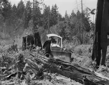 Bulldozer equipped with grader blade pushing over a..., Lewis County, near Vader, Washington, 1939. Creator: Dorothea Lange