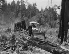 Bulldozer equipped with grader blade pushing over a..., Lewis County, near Vader, Washington, 1939. Creator: Dorothea Lange