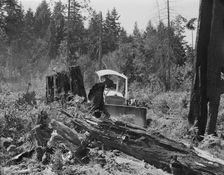 Bulldozer equipped with grader blade pushing over a..., Lewis County, near Vader, Washington, 1939. Creator: Dorothea Lange