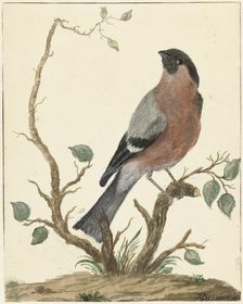 Bullfinch, 1767. Creator: Jacobus Perkois