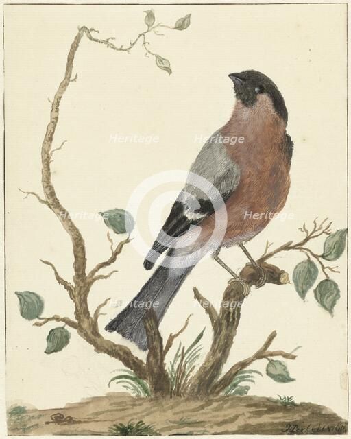Bullfinch, 1767. Creator: Jacobus Perkois.