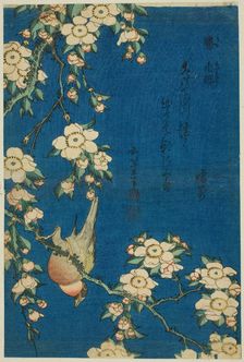 Bullfinch and Weeping Cherry (Uso, shidarezakura), from an untitled series of flowers...Japan, c1834 Creator: Hokusai
