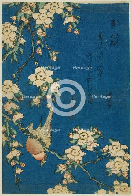 Bullfinch and Weeping Cherry (Uso, shidarezakura), from an untitled series of flowers...Japan, c1834 Creator: Hokusai.