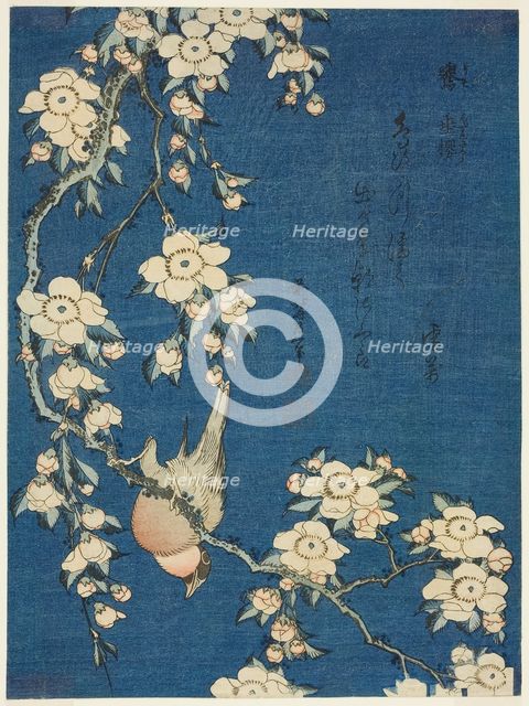 Bullfinch and Weeping Cherry (Uso, shidarezakura), from an untitled series of flowers...Japan, c1834 Creator: Hokusai.