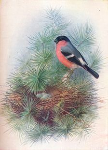 Bullfinch - Pyr'rhua europae'a c1910, (1910). Artist: George James Rankin