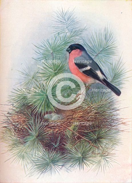 'Bullfinch - Pyr'rhua europae'a', c1910, (1910). Artist: George James Rankin.