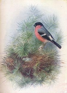 Bullfinch - Pyr'rhua europae'a c1910, (1910). Artist: George James Rankin