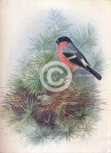 'Bullfinch - Pyr'rhua europae'a', c1910, (1910). Artist: George James Rankin.