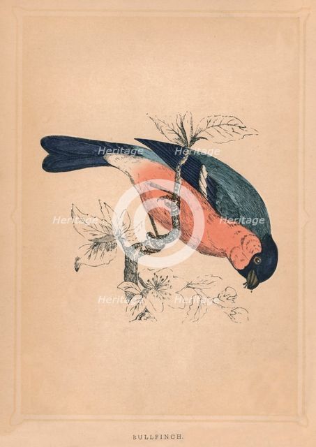 'Bullfinch', (Pyrrhula pyrrhula), c1850, (1856). Artist: Unknown.
