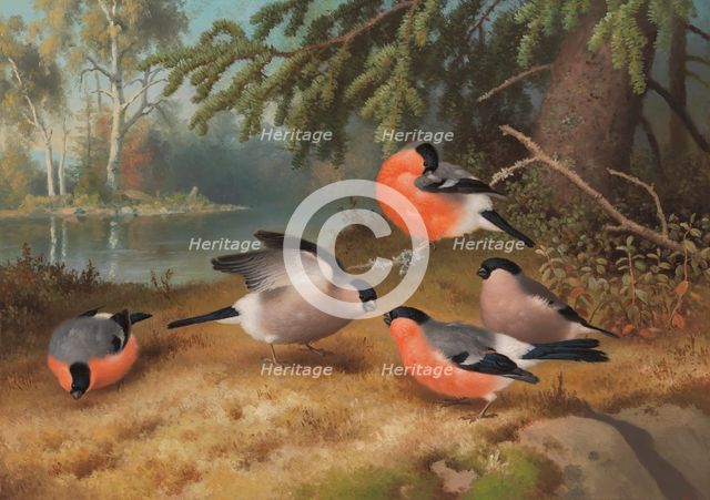 Bullfinches, 1887. Creator: Ferdinand von Wright.