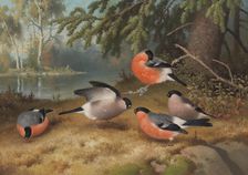 Bullfinches, 1887. Creator: Ferdinand von Wright