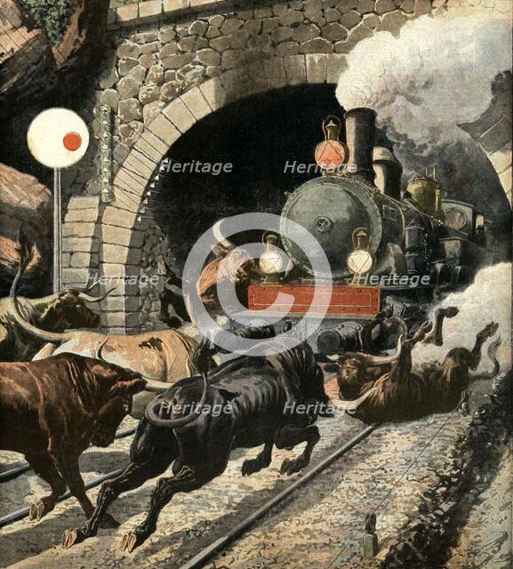 Bulls attacking a passengers train, in Cercedilla tunnel exit, in the Sierra de Guadarrama, Madri…