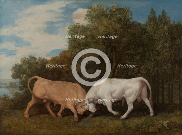 Bulls Fighting, 1786. Creator: George Stubbs.