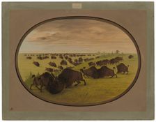 Bulls Fighting, 1861/1869. Creator: George Catlin