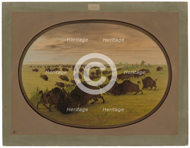 Bulls Fighting, 1861/1869. Creator: George Catlin.
