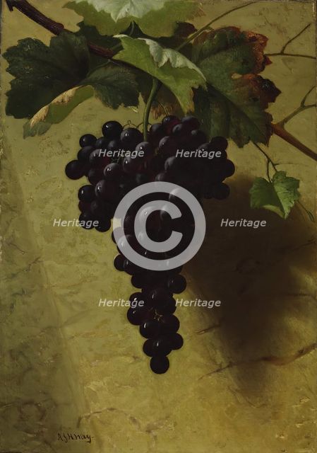 Bunch of Grapes, 1870s. Creator: Andrew John Henry Way.