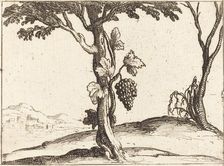 Bunch of Grapes. Creator: Jacques Callot
