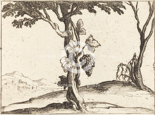 Bunch of Grapes. Creator: Jacques Callot.